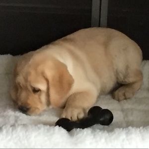 Meet your Posher, Riley